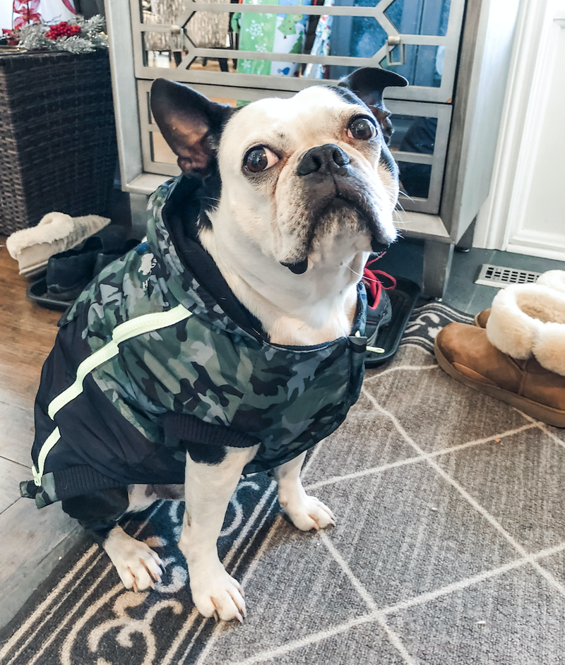 The Best Clothes for Boston Terriers