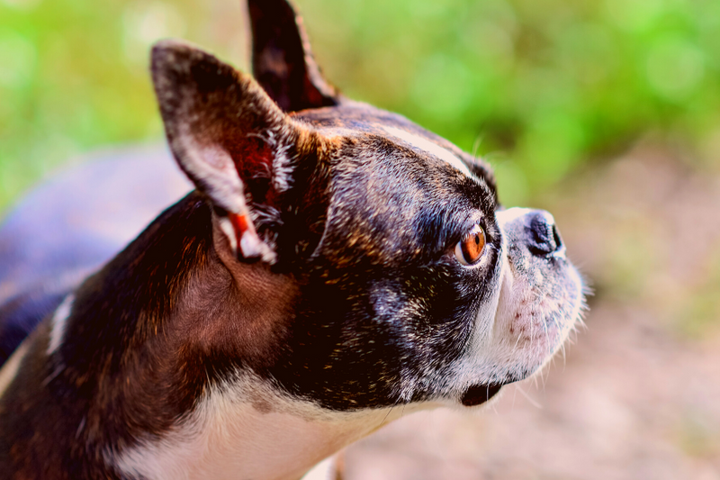How To Identify A Brindle Boston Terrier