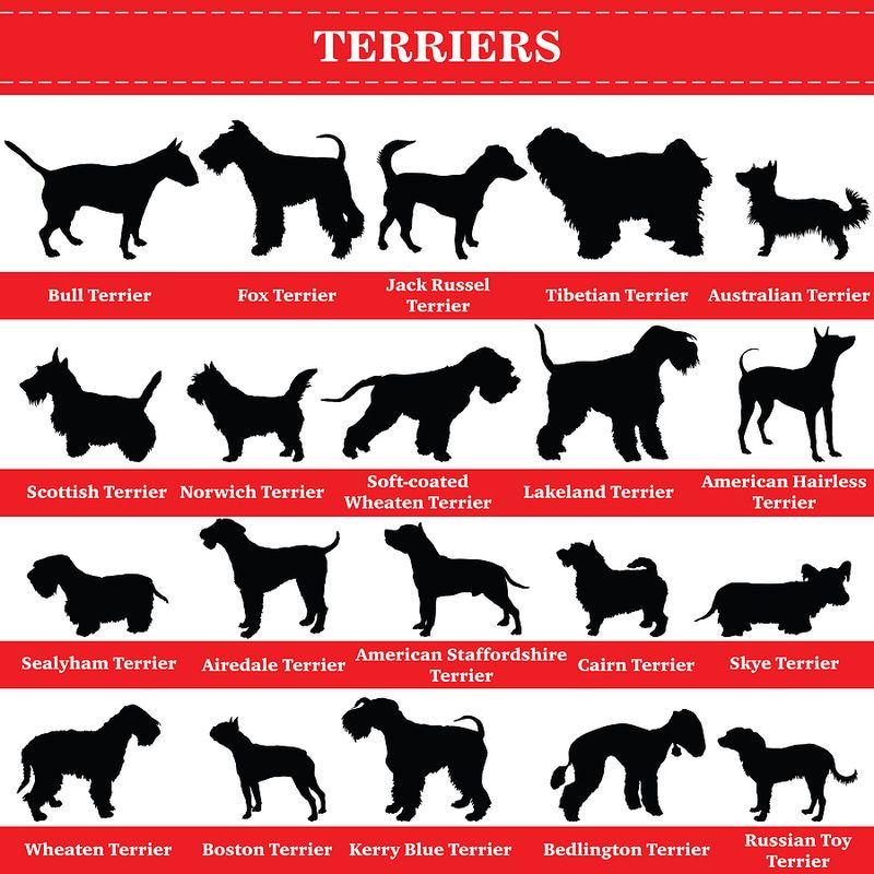 5 Small Yet Feisty Terrier Breeds For Your Home