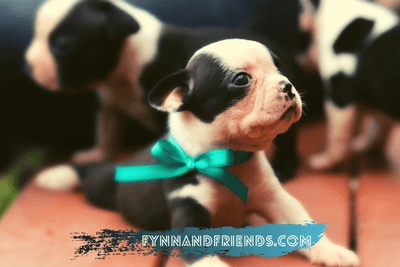 boston terrier puppies with blue ribbons on their neck