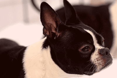 Boston Terrier side profile head