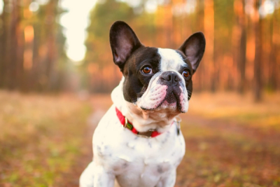 Boston Terrier and French Bulldog mix