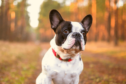 Frenchton Guide: The Boston Terrier French Bulldog Mix
