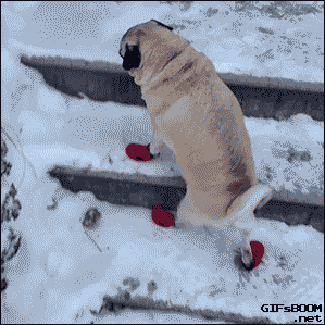 Gifs of Hilarious Dogs Who Love Snow