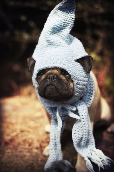 pug puppy with a blue scarf and gnome hat