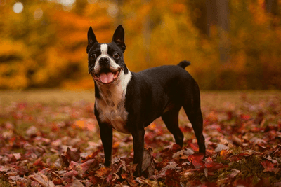 Boston Terrier laughing in an autumn field