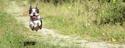 Happy Boston Terrier running with delight in a forest path during the summer