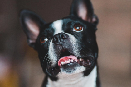 10 Hilarious Pictures of Boston Terriers Every Dog Owner Can Relate To