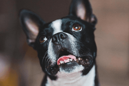 10 Hilarious Pictures of Boston Terriers Every Dog Owner Can Relate To