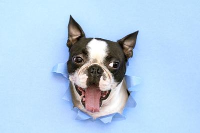 Boston Terrier's head peeking out of blue wallpaper