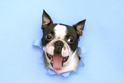 What Is A Blue Boston Terrier & How Is It Any Different?
