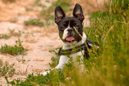 Where To Rescue Boston Terriers in Pennsylvania