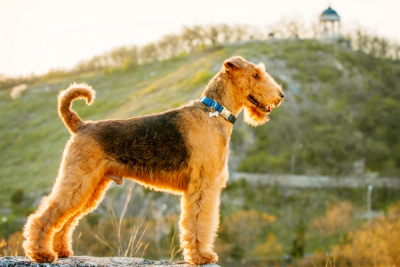 Airedale Terrier standing on top of a hill