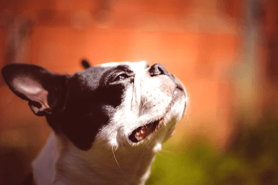 Boston Terrier looking up