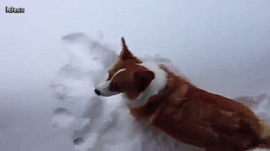 funny_dog_snow