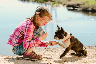 Boston Terrier with a girl