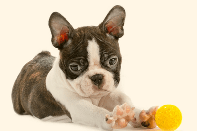 Here's what you should consider first before you buy Boston Terrier