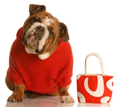Bulldog In Red Sweater With Red Purse