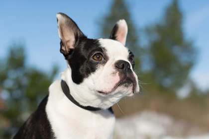 4 Common Boston Terrier Health Issues Because Of Their Size