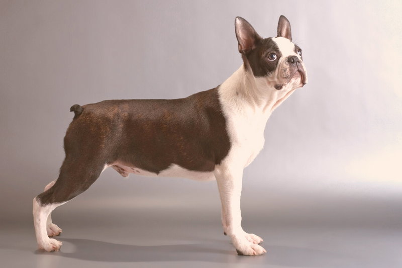Boston Terrier 101 What Were Boston Terriers Bred For?