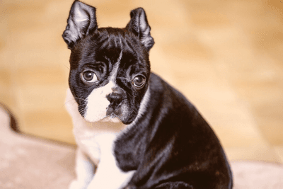 Boston terrier puppy deals care