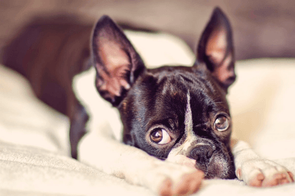 15 Boston Terrier Facts You Didn't Know About