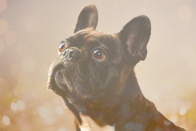 boston terrier pug mix dog with bokeh background