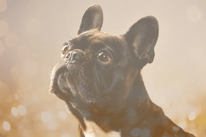 The Bugg Guide: Boston Terrier & Pug Mix