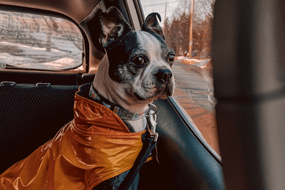 mixed Boston Terrier sitting inside a car