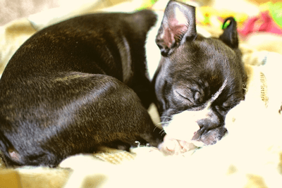 Boston Terrier sleeping 