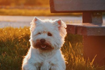 West Highland White Terrier sitting on the grass and the streaks of sunlight creates a halo of its back