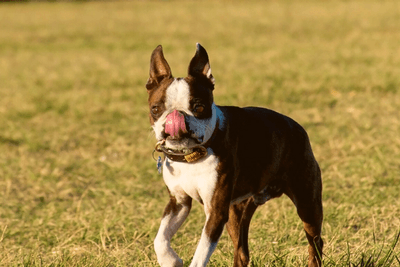 Sable online boston terrier