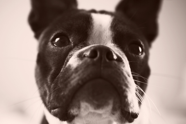 Boston Terrier Health Issues With Their Skin
