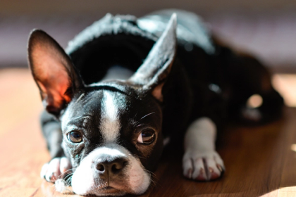 What Is A Boston Terrier's Ultimate Purpose In Your Life?