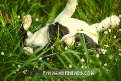 baby boston terrier frolicking in the grass