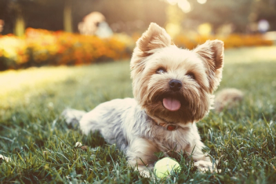 Yorkshire Terrier lying on the lawn