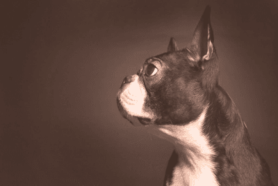 Side profile of Boston Terrier's face