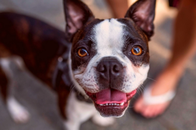 Boston Terrier smiling 