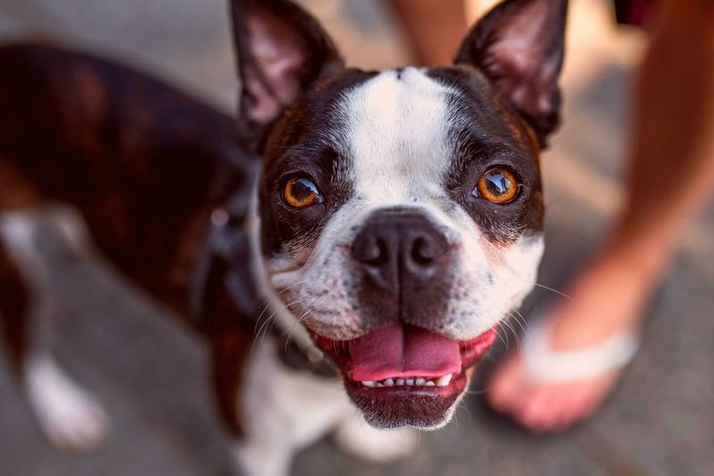 The Boston Terrier Pitbull Mix Guide