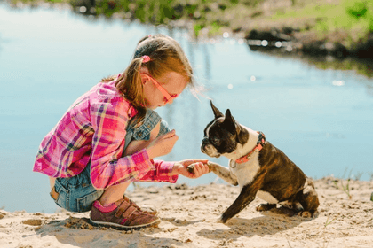 5 Common Misconceptions of Boston Terriers