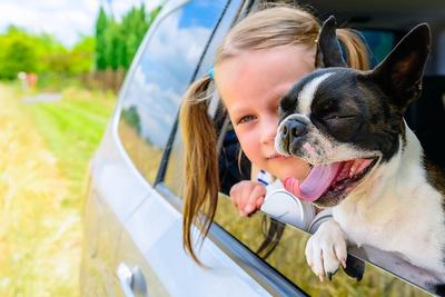 Boston Terrier yawning and looking outside a car window with a girl
