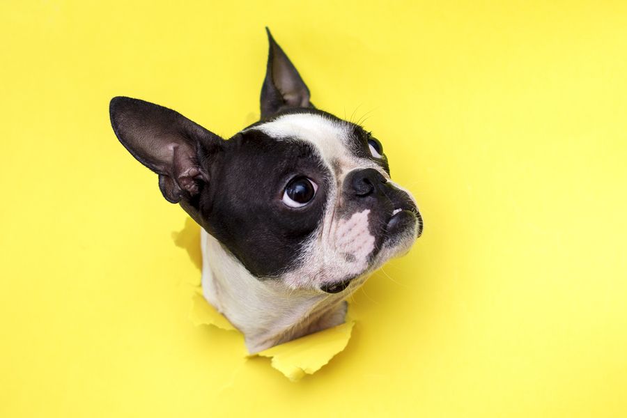 6 Ways To Handle Boston Terrier Shedding Problems