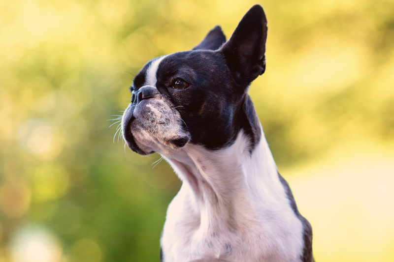 Boston Terrier 101: Weight & Size