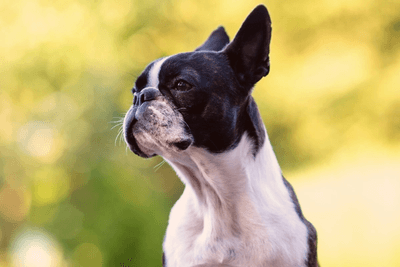 Side profile of Boston Terrier