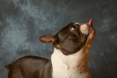 Boston Terrier sticking their tongue out