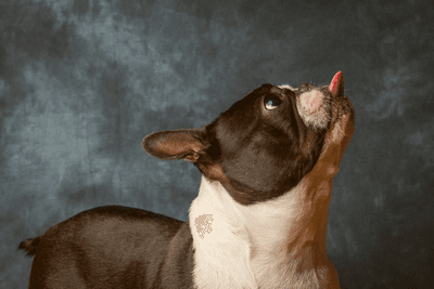 Boston Terrier sticking their tongue out