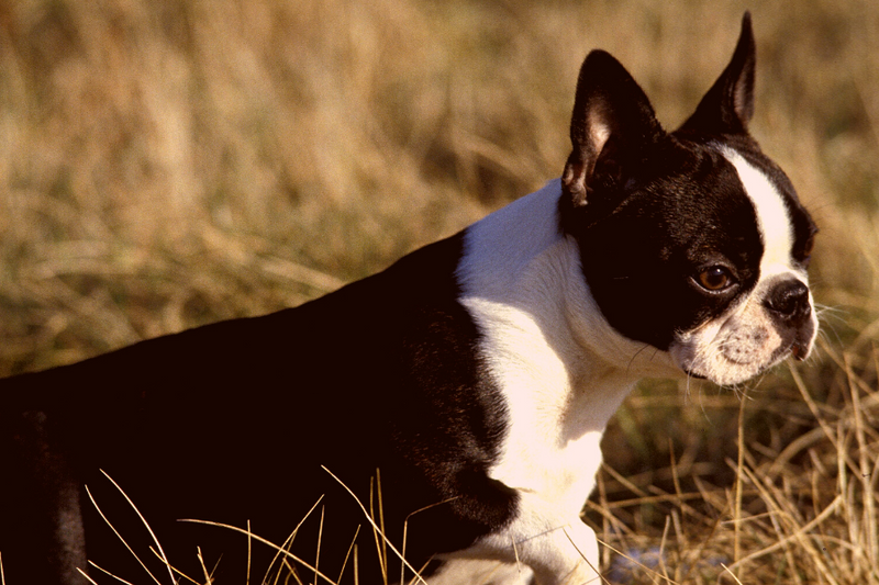 5 Needs of An Adult Boston Terrier