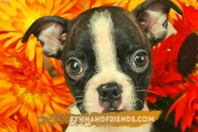boston terrier with orange flowers in background 