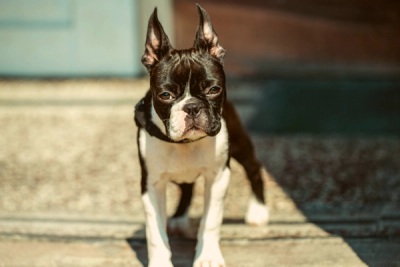 Long-haired Boston Terrier mixed breed