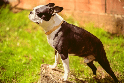 Boston Terrier standing over a tree stump